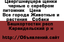 Цвергшнауцера щенки черные с серебром питомник › Цена ­ 30 000 - Все города Животные и растения » Собаки   . Башкортостан респ.,Караидельский р-н